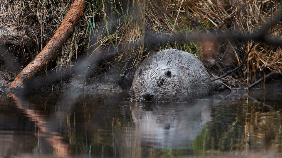 Beaver partially submerged in water.